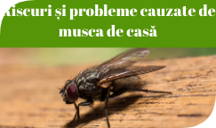 Riscuri si probleme cauzate de musca de casa